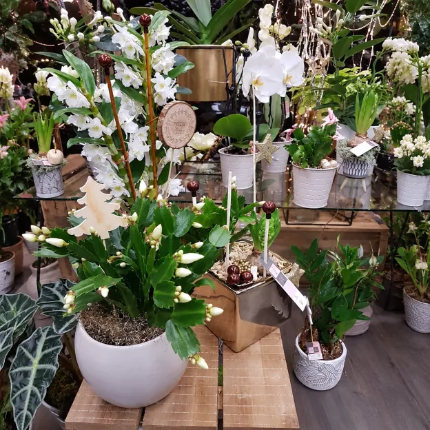 Orchidées blanches et plantes d’intérieur en pots dans la boutique